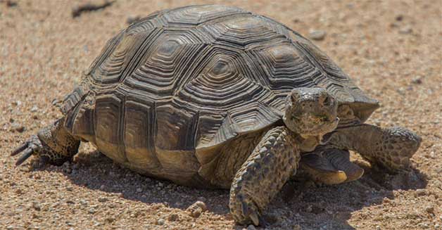 Celebrate Tortoise Days in California City - The Loop Newspaper