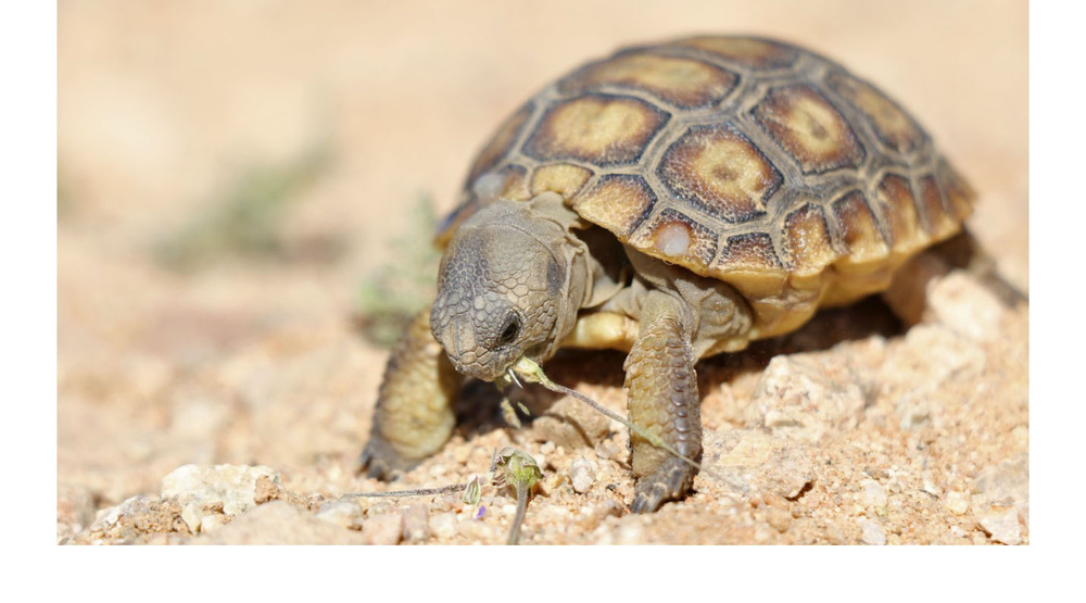 'Desert Tortoise Week' is back with a month full of events - The Loop ...