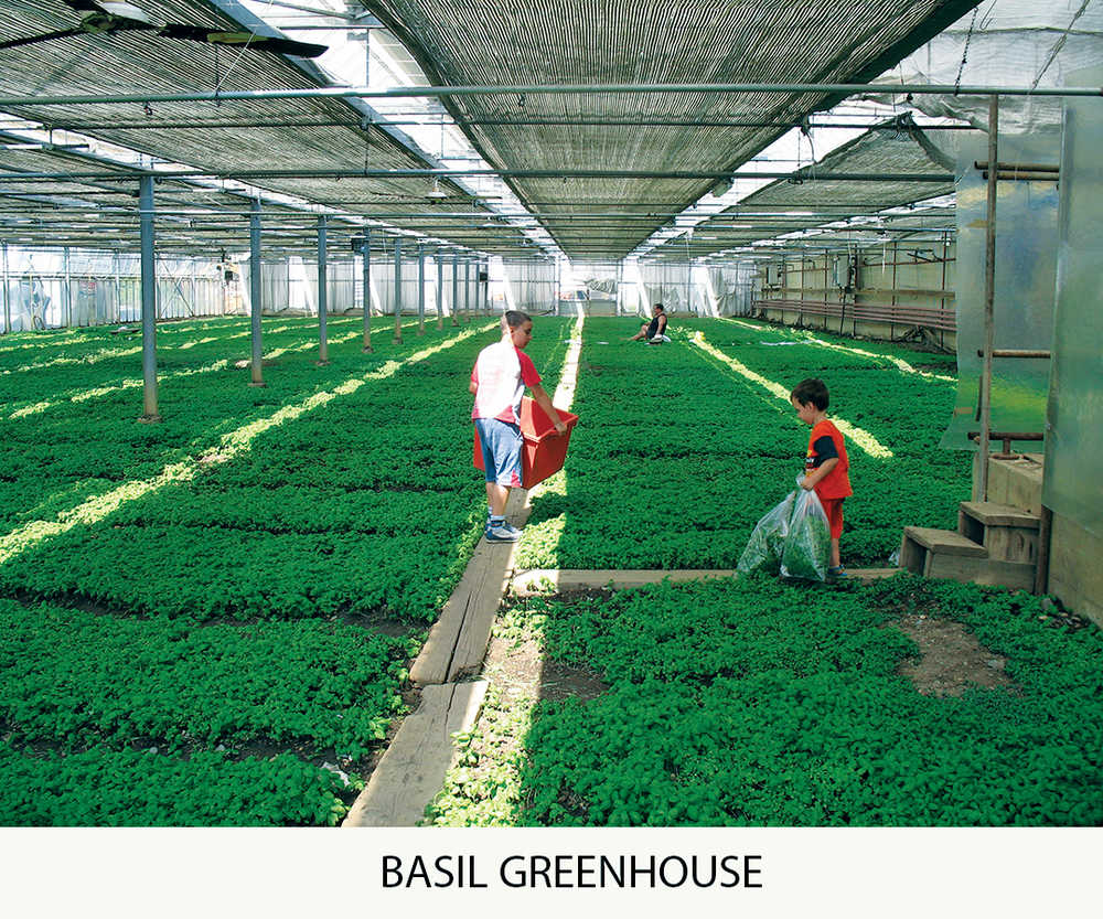 Quality is paramount at basil farms in Italy The Loop Newspaper