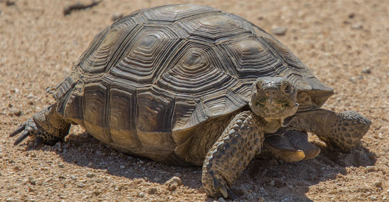 Celebrate Tortoise Day in California City - The Loop Newspaper