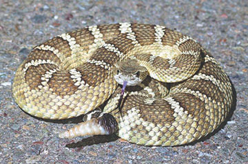 Higher temperatures bring snakes out - The Loop Newspaper